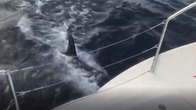 Katil balina orkalar yelkenliye böyle saldırdı. Dümendeki kadın dondu kaldı. Tak tak sesleri kan dondurdu