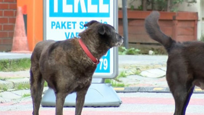 Köpeği öldürürsen ceza yok, çalarsan 5 yıl hapis