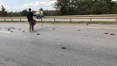 D-100 (E-5) karayolunda sığırcıkların esrarengiz toplu ölümü. Şaşırtan görüntü