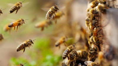 Nesilleri her geçen gün hızla tükeniyor. Yoklukları büyük kıtlıklara ve krizlere neden olacak. İnsanlar onlar olmadan yaşayamaz