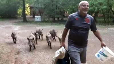 Domuzların efendisi. Sürü peşinden ayrılmadı