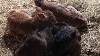 1 tane aldı 15 gün sonra 4 tane oldu