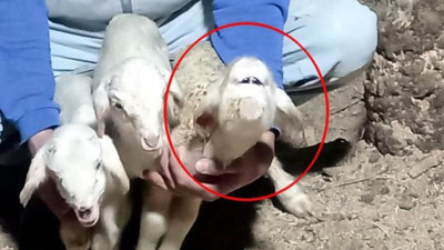 Yeni doğan kuzunun yüzünü görünce neye uğradığını şaşırdı. Sahibi ahıra girdiğinde şok oldu. Türkiye'de dünyaya geldi