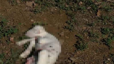 15 meleyen koyun aynı anda can verdi. Bekçinin çığlıkları dağda yankılandı. Gözyaşları sel oldu