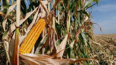 Türkiye’deki mısır üretiminde bu yıl rekor beklentisi