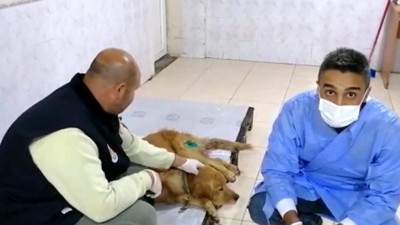 Tüfekle vurulan köpek tedaviye alındı