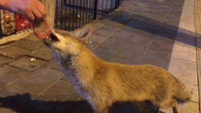 Şehre inen tilki Sivas Köftesini sevdi. O anlar kameraya böyle yansıdı