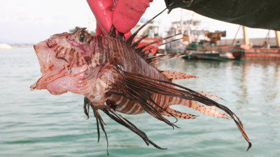 Zehirli balıktaki gizli mücevher ortaya çıktı. Süveyş Kanalı'ndan kıyılarımıza gelmişti