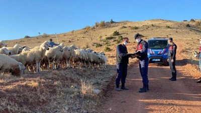 Jandarmadan koyun operasyonu