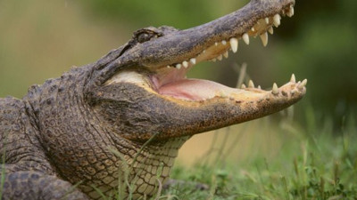 Timsahlarla ilgili bilinmeyen sır ortaya çıktı. Bilim insanları araştırdı ve keşfetti