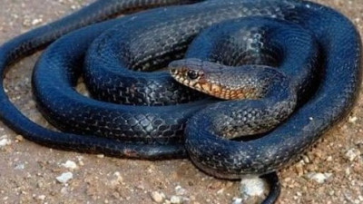 Anadolu'da yaşıyor. İnsan dostu yılan. Karayılan'ın yararları say say bitmiyor.