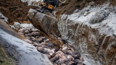 Yeraltından zombi gibi ortaya çıktılar. Yeni virüsleri taşıyorlar