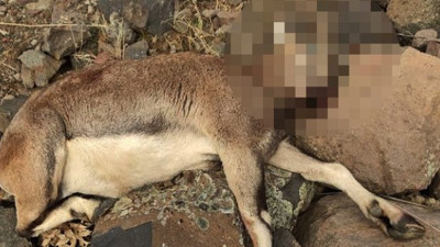 Koruma altındaki yaban keçisini vuran kişiye ceza yağdı