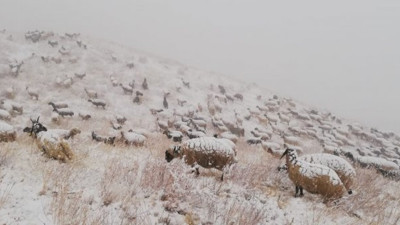 Hakkari'de koyunlar beyaza büründü. Çoban ile sürünün zor anları