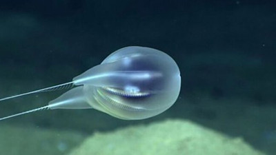 ABD'li araştırmacılar suyun 4 bin metre altında ilginç bir canlı keşfetti