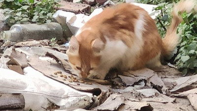 Eyüpsultan’da katliam, yavruları öldürülen anne kedi çaresizce onları aradı