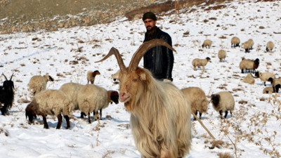 Hakkari'de besicilere erken kar sürprizi