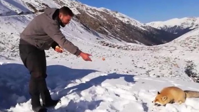 İyi insanlar aç tilkiyi sevindirdi. Rize bu olayı konuşuyor