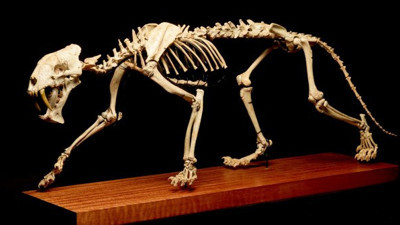 37 milyon yaşında 120 santimetre uzunluğunda. Gergedan avcısı Cenevre'de