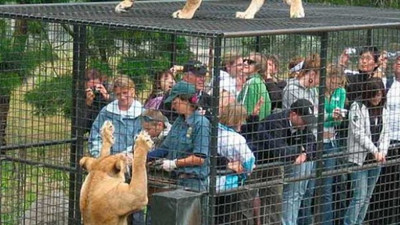 Tayland'daki hayvanat bahçesinde vahşet! Kafese giren görevliler hayatlarının şokunu yaşadı