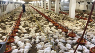 Zonguldak'ta 20 bin tavuk aynı anda can verdi. İçeriye girenler şok geçirdi