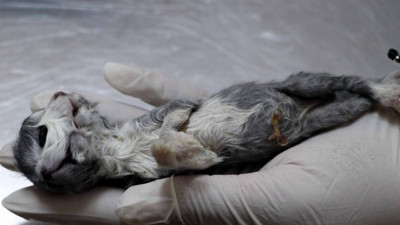 Gören dönüp dönüp bir daha baktı. Gaziantep bu olayı konuştu