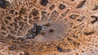 Sevilen besindeki ölümcül nokta. Türkiye'de çok seviliyor ama panzeri bile yok