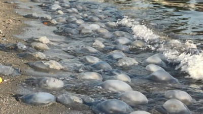 Avcılar sahilinde binlercesi karaya vurdu. Korkudan kimse yaklaşamadı