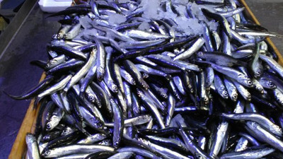 Rize'de 21 ton hamsiye el konuldu