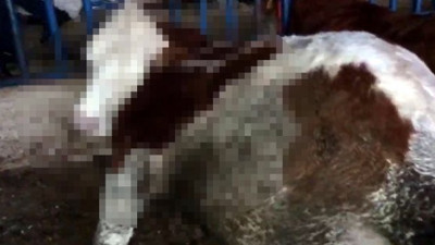 Besilhanedeki ineklerin hazin sonu. Köylü gördüğü manzaraya inanamadı, gözyaşları sel olup aktı