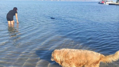 Muğla'da yavru yunus kıyaya kadar geldi