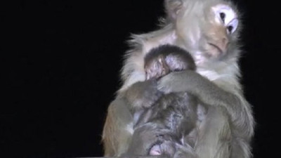 Maymunlar caddeleri işgal etti