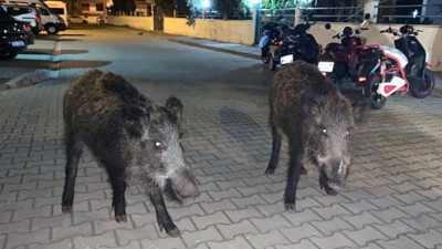 Muğla'da şehre inen domuzlar endişe yarattı