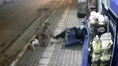 Sokak köpekleri dehşeti yaşattı