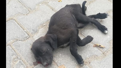 Bahçesine giren yavru köpeğe sopayla vuran vicdansız kadının cezası belli oldu