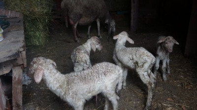 Çanakkale'de tek seferde 5 kuzu doğuran koyun ve kuzuları ilgi odağı oldu