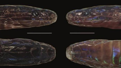 Yüzyıllardır oradaydı ilk kez keşfedildi. Pulları renk değiştiriyor ve parlıyor