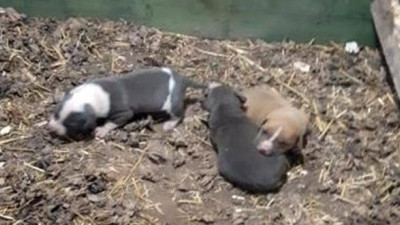 Yasak ırk köpekleri sosyal medyada satmaya çalıştı, işte cezası