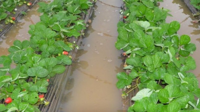 Antalya'da şiddetli yağış seraları etkiledi