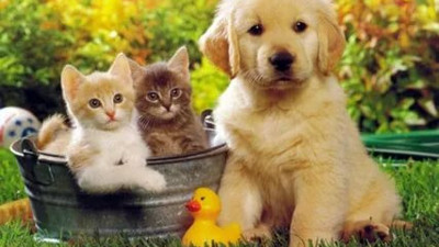 Evde kedi ve köpek besleyenler dikkat! Evcil hayvan alerjisinin çözümü var