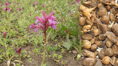 23 bin yıllık geçmişi var kalsiyum ve protein deposu. Saray doktorları padişahlara içiriyordu