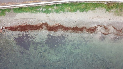 Caddebostan Sahili'ni kırmızı yosun alarmı