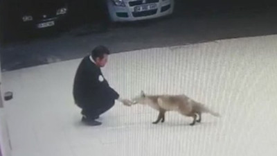 Şaka değil gerçek. Sivas bu olayı konuşuyor. Hırsız tilki otomobilin anahtarını alıp kaçtı