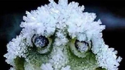 Haftalarca nefes almadan yaşıyor. Sonra hiçbir şey olmamış gibi geziyor