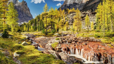 Korona virüs onlara da bulaştı. Vahşi doğada büyük panik