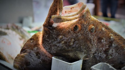 Düzce'de ağlara takıldı 520 TL'ye satıldı. Balıkçılar bile gözlerine inanamadı