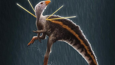 Bilim insanları şaşkın! 110 milyon yıllık Tavuk boyutunda yeni bir dinozor türü keşfedildi