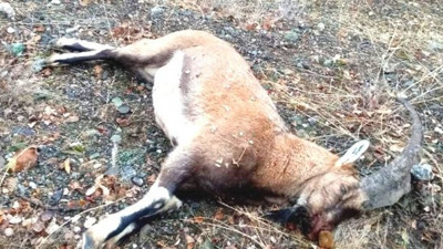 Avcı vurdu jandarma affetmedi