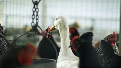 İşte korona bulaştıran hayvanlar, Dünya Hayvan Sağlığı Örgütü açıkladı