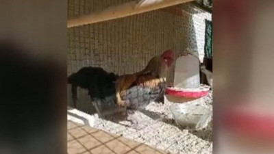 Bayılana kadar öten horoz fenomen oldu. Sosyal medya bu horozu konuşuyor